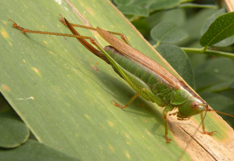 Conocephalidae?